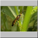 Amblyteles armatorius - Schlupfwespe m01b 14mm-fdet02.jpg